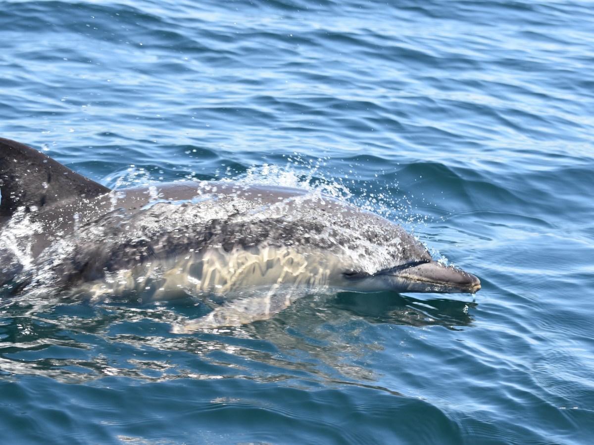 Dolphin swimming in blue ocean water with waves.