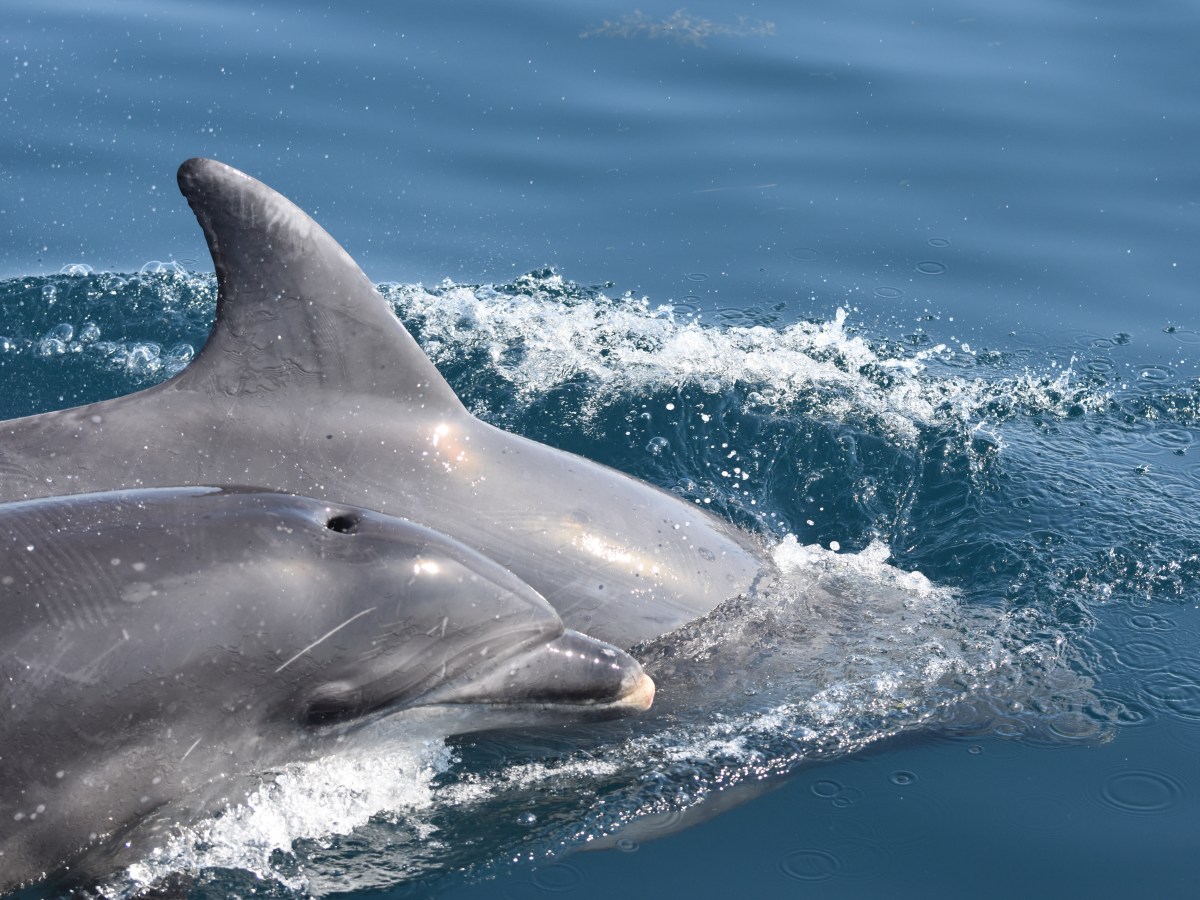 Two dolphins swimming in clear blue water