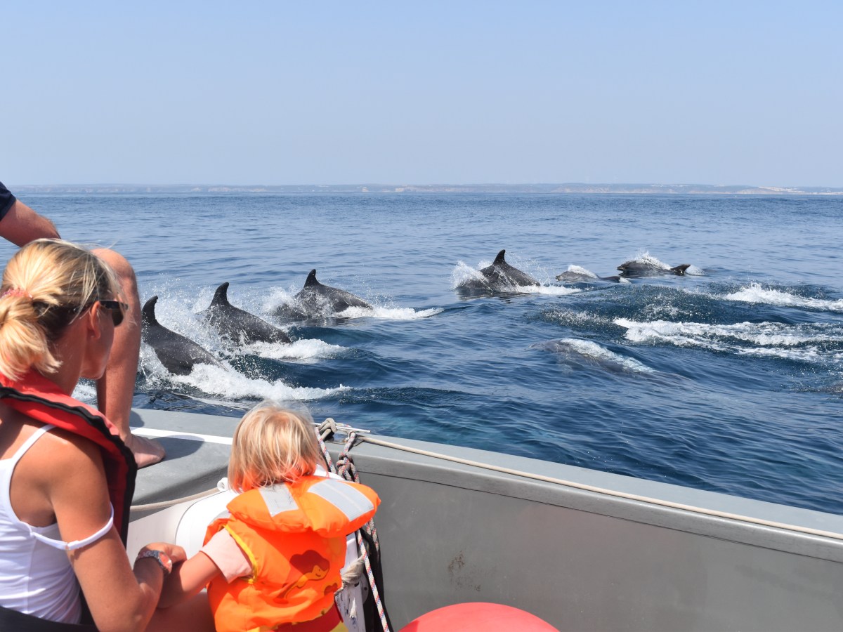 People on a boat watching a pod of dolphins swimming in the ocean.