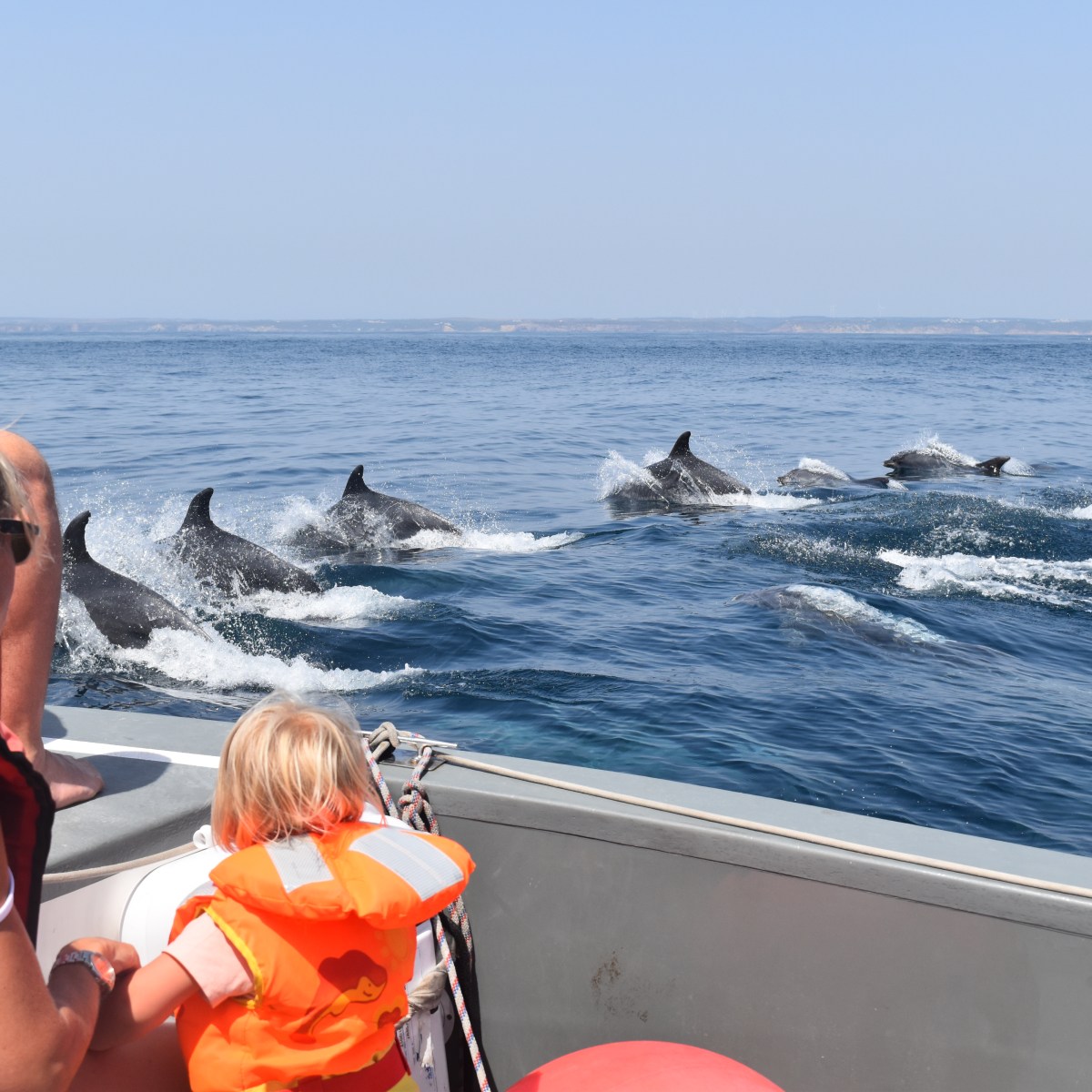 People on a boat watching a pod of dolphins swimming in the ocean.