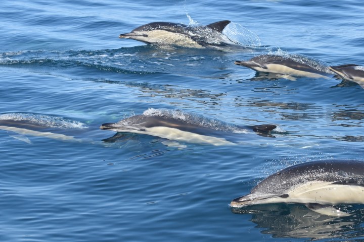 Six dolphins swimming in the ocean, creating ripples on the water surface.