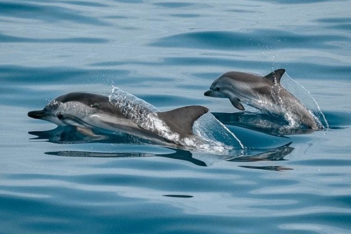 Two dolphins leaping over calm ocean water.