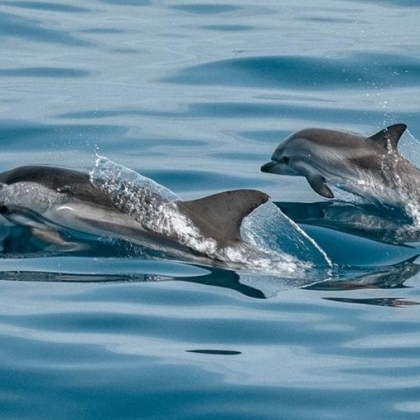 Two dolphins leaping over calm ocean water.