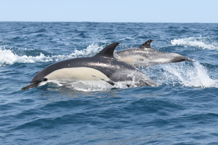 Two dolphins jumping through ocean waves.