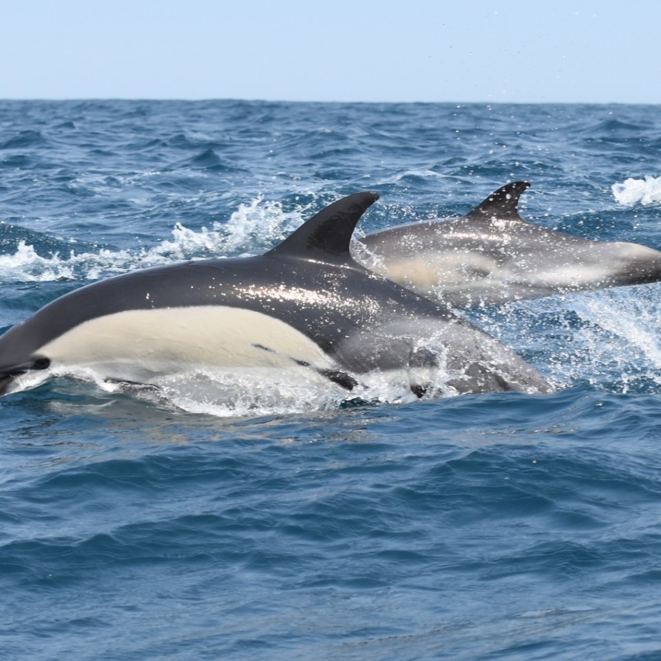 Two dolphins jumping through ocean waves.