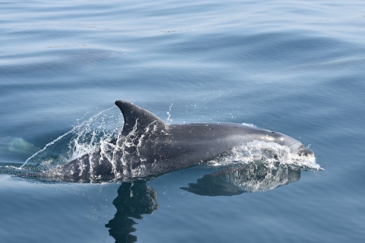 Dolphin swimming near the surface of calm blue water.
