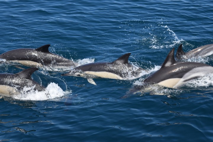 A group of dolphins swimming in the ocean, creating splashes in the blue water.