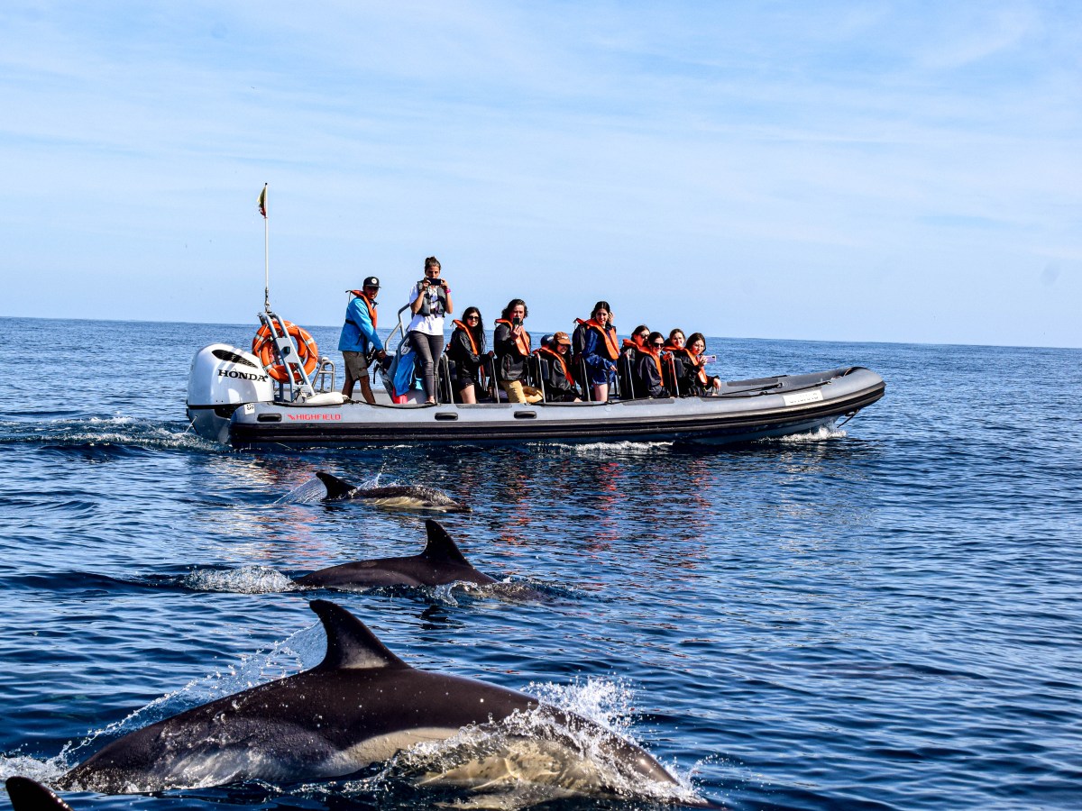 People on a boat watching dolphins swimming in the sea.